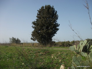 lle del Simeto-24-02-2013 09-41-15